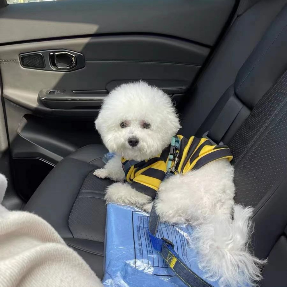 Dog car seat belt